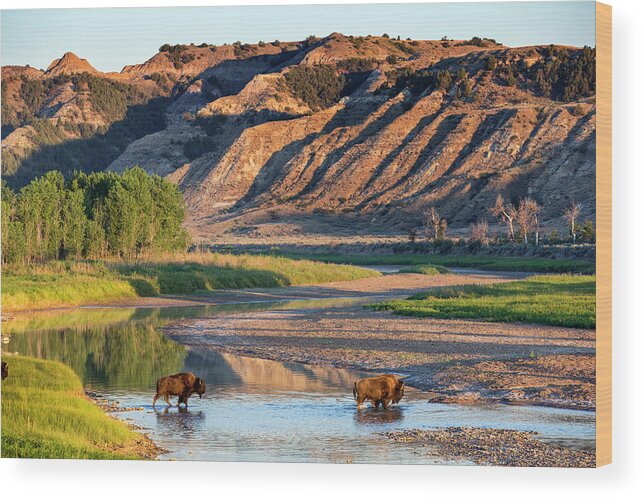 Badlands Wood Print featuring the photograph Bison Crossing The Little Missouri #2 by Chuck Haney