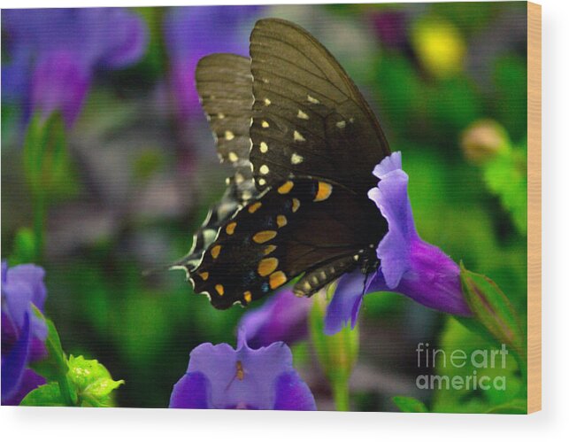 Black Wood Print featuring the photograph Black Swallowtail #2 by Angela DeFrias