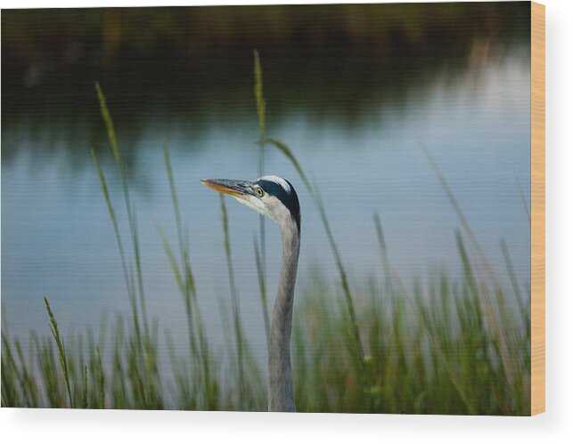 Blue Heron Wood Print featuring the photograph Blue Heron #2 by Raul Rodriguez