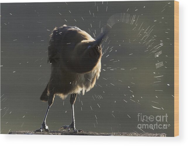 Boat-tailed Grackle Wood Print featuring the photograph Boat tailed Grackle #1 by Meg Rousher