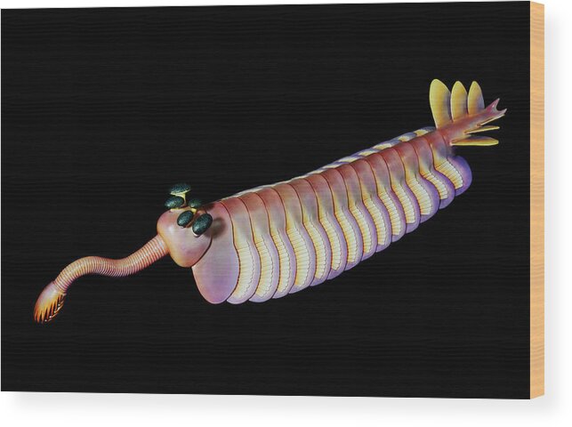 Illustration Wood Print featuring the painting Burgess Shale Animal #2 by Chase Studio