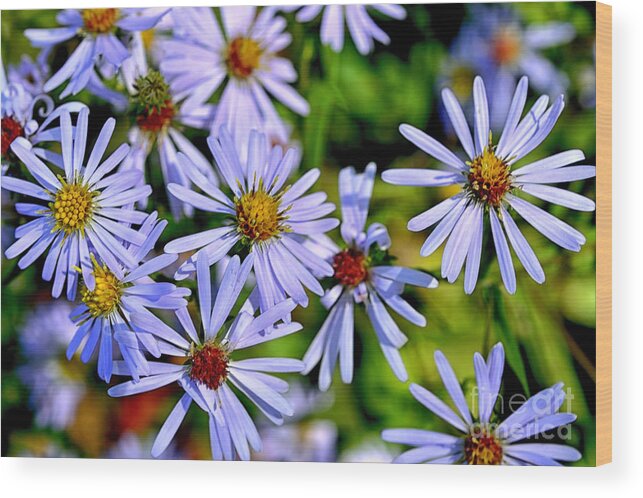 Bushy Aster Wood Print featuring the photograph Bushy Aster #3 by Thomas R Fletcher