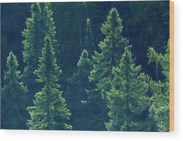 Algonquin Provincial Park Wood Print featuring the photograph Canada, Ontario Algonquin Provincial #2 by Jaynes Gallery