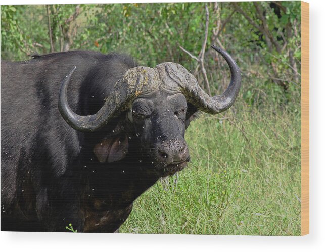 Cape Buffalo In Kenya Wood Print featuring the photograph Cape Buffalo #6 by Tony Murtagh