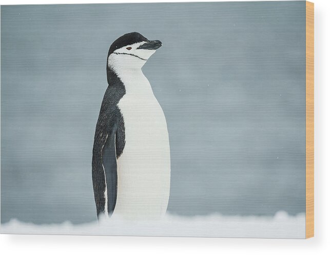 Ice Wood Print featuring the photograph Chinstrap Penguin Pygoscelis #2 by Deb Garside