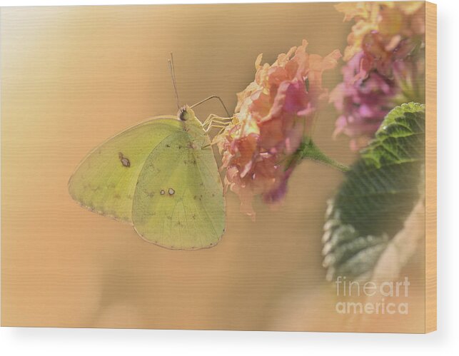Clouded Sulphur Butterfly Wood Print featuring the photograph Clouded Sulphur Butterfly #2 by Betty LaRue