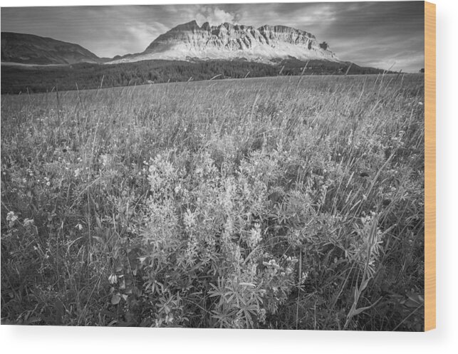 Glacier National Park Wood Print featuring the photograph 2 Dog Flats with Lupine Glacier National Park BW by Rich Franco