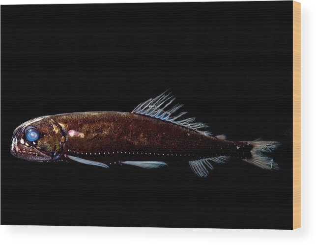 Dragonfish Wood Print featuring the photograph Dragonfish Astronesthes Oligoa #2 by Dant Fenolio