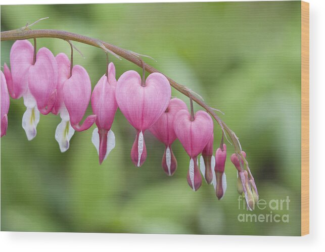 Bleeding Hearts Wood Print featuring the photograph Hang in There by Patty Colabuono