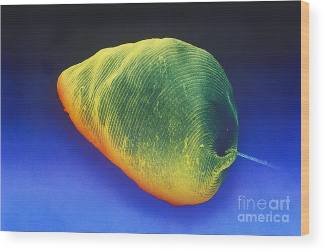 Science Wood Print featuring the photograph Euglena Sem #6 by David M Phillips