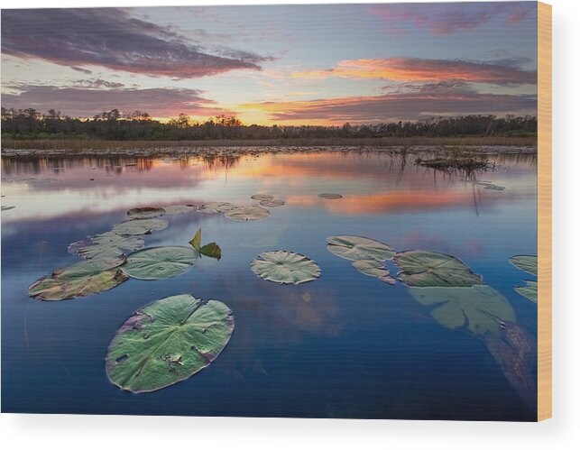Clouds Wood Print featuring the photograph Everglades at Sunset by Debra and Dave Vanderlaan