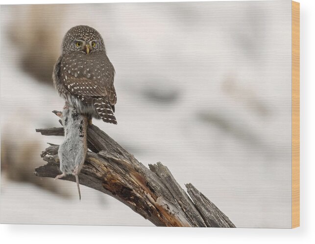 Northern Pygmy-owl Wood Print featuring the photograph Eyes of the Hunter #1 by Sandy Sisti