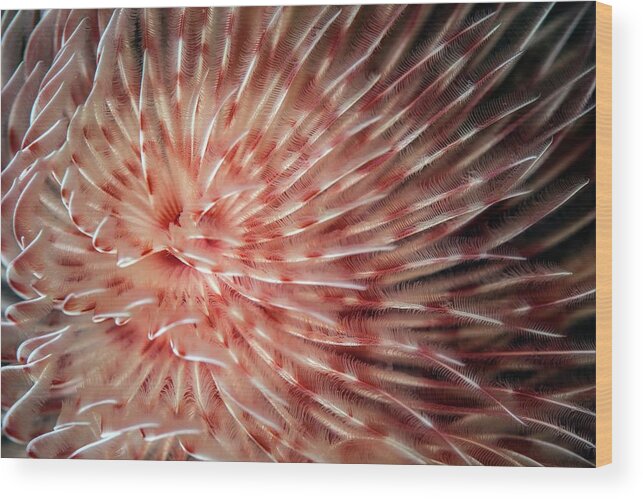 Feather Duster Worm Wood Print featuring the photograph Feather Duster Worm #2 by Ethan Daniels