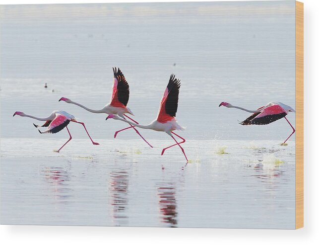 Kenya Wood Print featuring the photograph Flying Flamingo #2 by Ivanmateev