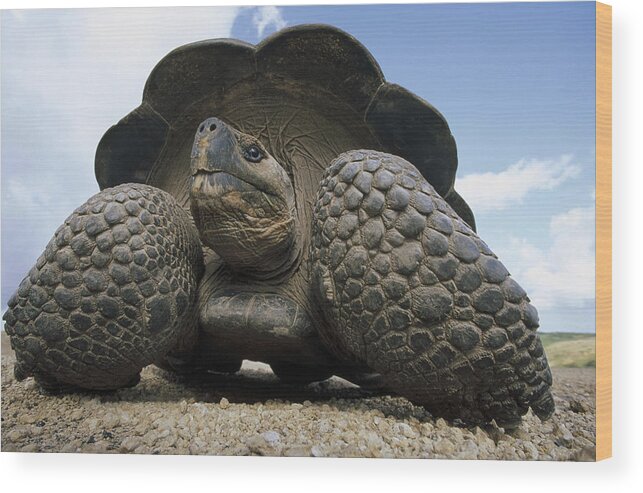Feb0514 Wood Print featuring the photograph Galapagos Giant Tortoise On Alcedo #2 by Tui De Roy
