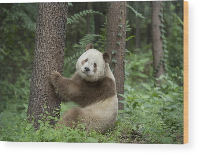 Katherine Feng Wood Print featuring the photograph Giant Panda Brown Morph China #2 by Katherine Feng