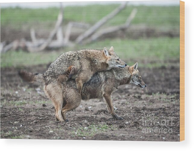 Mating Wood Print featuring the photograph Golden Jackal Canis aureus #2 by Eyal Bartov