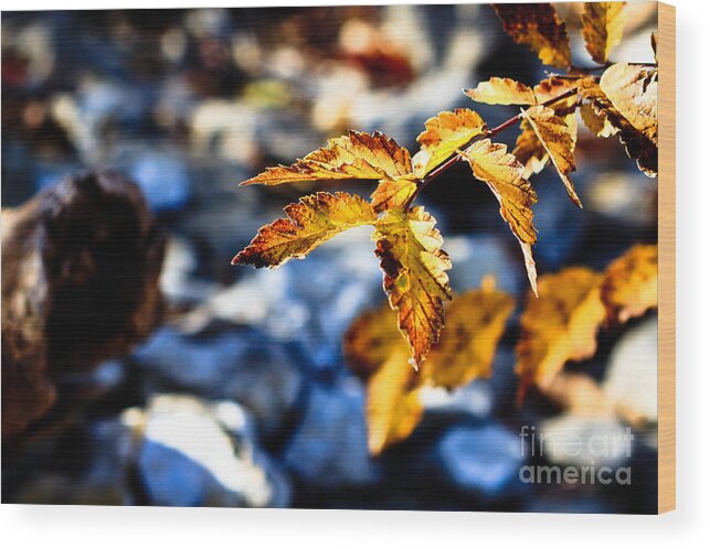 Landscape Wood Print featuring the photograph Golden Leaves #2 by Lawrence Burry