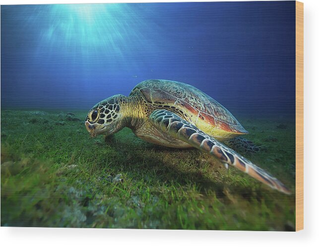 Turtle Wood Print featuring the photograph Green Turtle #2 by Barathieu Gabriel