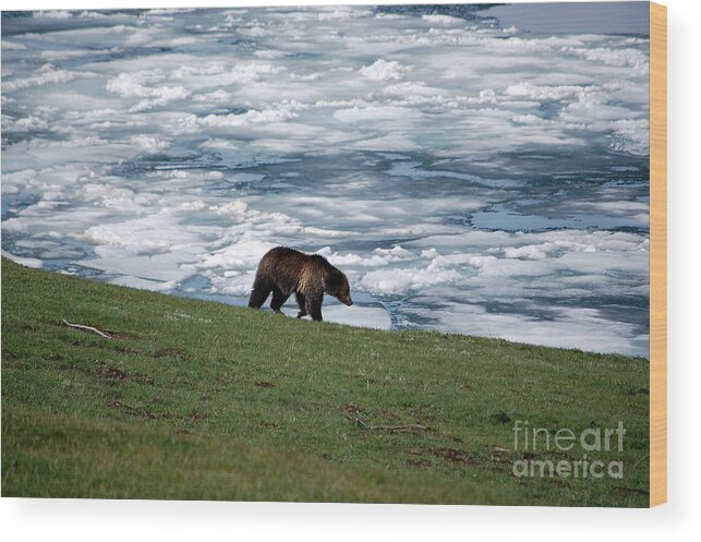 Grizzly Wood Print featuring the photograph Grizzly Bear on Frozen Lake Yellowstone #2 by Shawn O'Brien