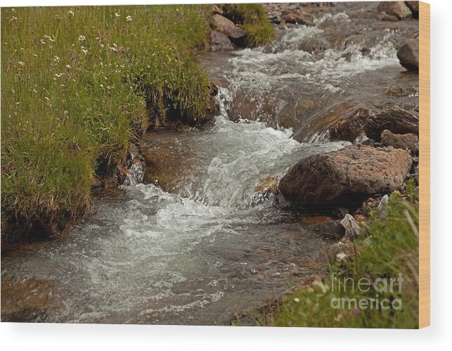 Colorado Wood Print featuring the photograph Horseshoe Creek along Engineer Pass Road #2 by Fred Stearns