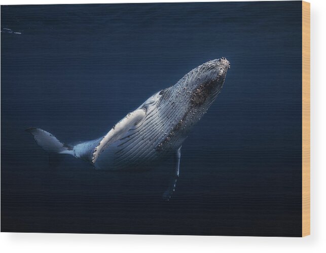 Whale Wood Print featuring the photograph Humpback Whale #2 by Barathieu Gabriel