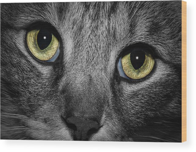 Close Up Wood Print featuring the photograph In a Cats Eye #2 by Doug Long