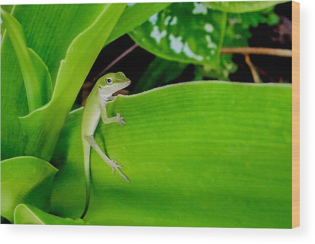 Lizard Wood Print featuring the photograph It's Easy Being Green #2 by TK Goforth