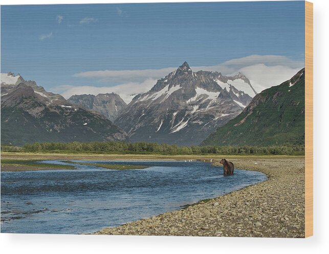 Brown Bear Wood Print featuring the photograph Katmai, Alaska #2 by Enrique R. Aguirre Aves