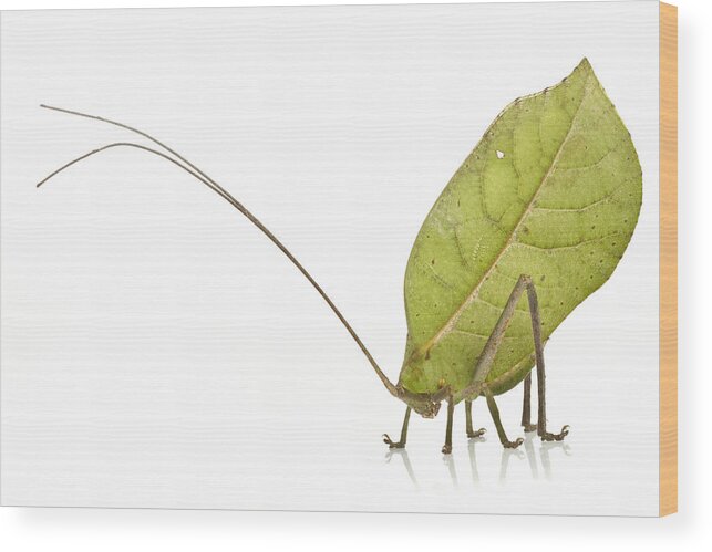 Feb0514 Wood Print featuring the photograph Katydid Suriname #2 by Piotr Naskrecki