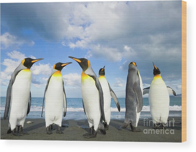 00345362 Wood Print featuring the photograph King Penguins in Gold Harbour by Yva Momatiuk John Eastcott