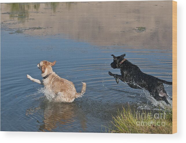 Labrador Retriever Wood Print featuring the photograph Labrador Retrievers In Pond #2 by William H. Mullins