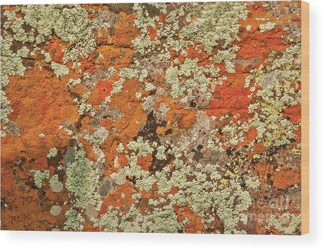 Lichen Abstract In Orange Color Wood Print featuring the photograph Lichen Abstract #2 by Mae Wertz