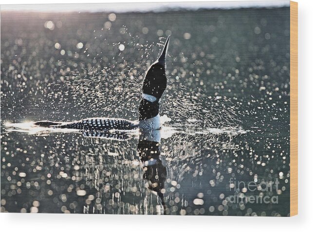 Loon Shaking Water Off Wood Print featuring the photograph Loon Shake #2 by Stan Reckard