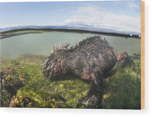 Tui De Roy Wood Print featuring the photograph Marine Iguana Feeding On Algae Punta #2 by Tui De Roy