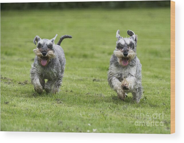 Dog Wood Print featuring the photograph Miniature Schnauzers #2 by John Daniels