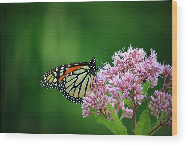 Butterfly Wood Print featuring the photograph Monarch in Light by Neal Eslinger