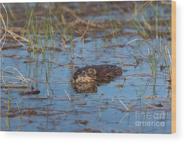 Animalia Wood Print featuring the photograph Muskrat Ondatra Zibethicus #2 by Linda Freshwaters Arndt