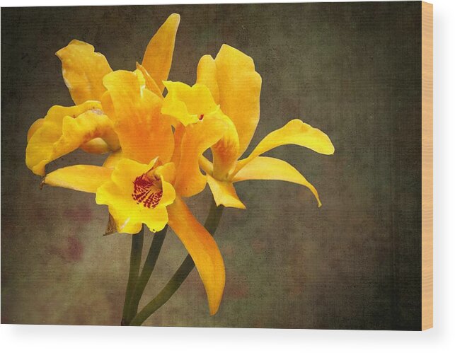 Background Wood Print featuring the photograph Orange Spotted Lip Cattleya orchid #1 by Rudy Umans