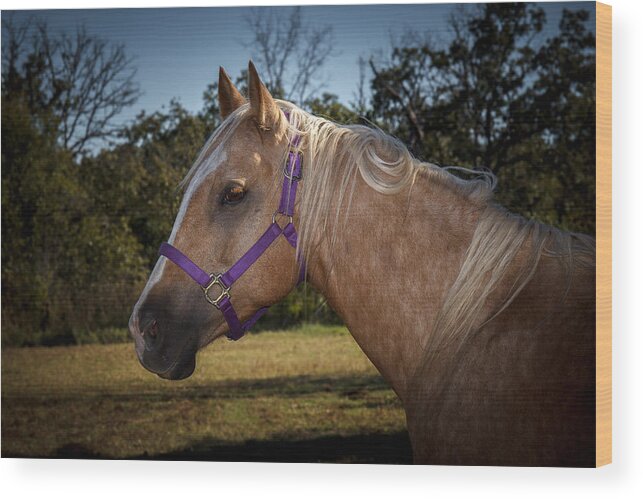 Animal Wood Print featuring the photograph Palomino Quarter Horse #2 by Doug Long