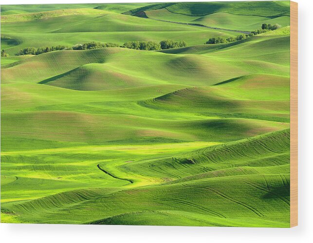 Outdoors Wood Print featuring the photograph Palouse Rolling Hills #2 by Justinreznick
