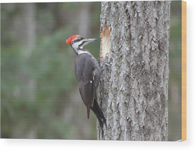 Pileated Woodpecker Wood Print featuring the photograph Pileated Woodpecker #2 by James Petersen