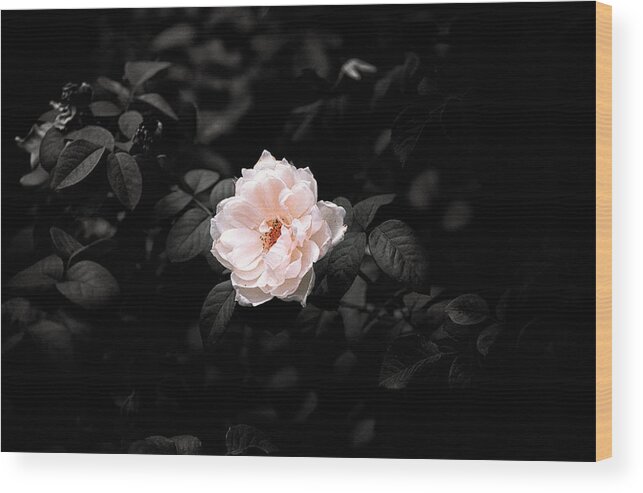 Botanical Wood Print featuring the photograph Pink Rose #2 by Jeremy Herman