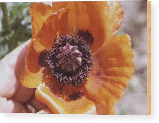 Retro Images Archive Wood Print featuring the photograph Poppy Flower #2 by Retro Images Archive