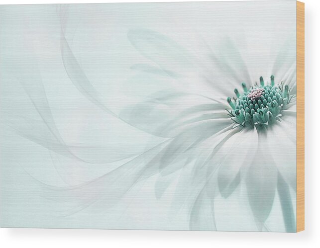 Flower Wood Print featuring the photograph Purity #2 by Jacky Parker