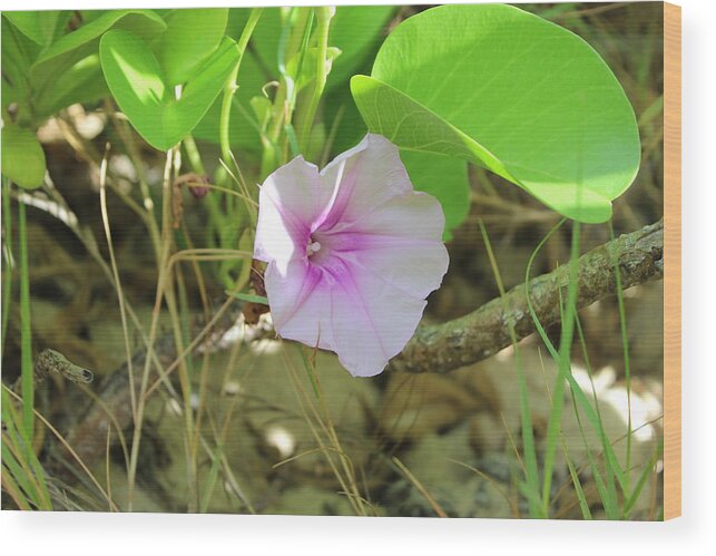 Purple Flower Wood Print featuring the photograph Purple Flower #2 by Michael Kim