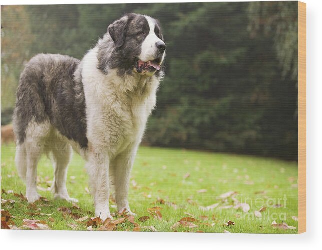 Dog Wood Print featuring the photograph Pyrenean Mastiff #2 by Jean-Michel Labat