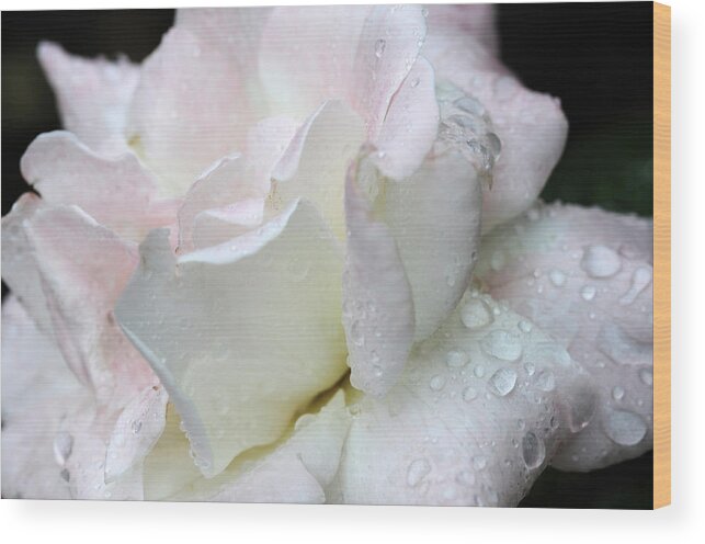 Pink Rose Wood Print featuring the photograph Rain Washed #2 by Wanda Brandon