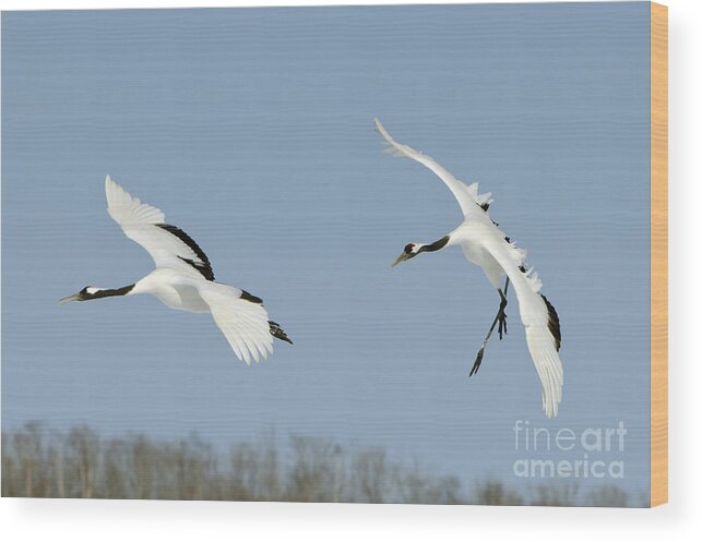 Asia Wood Print featuring the photograph Red-crowned Cranes #2 by John Shaw