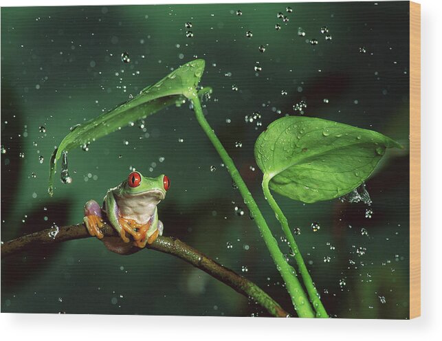 00640065 Wood Print featuring the photograph Red-eyed Tree Frog in the Rain #1 by Michael Durham